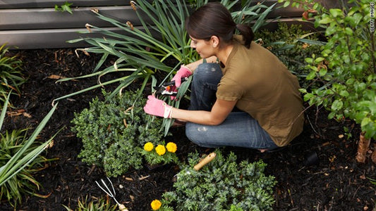 Are Coffee Grounds Good For Plants?